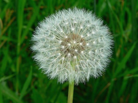 Dandelions and other plant species use community level marketing to spread their message -- er, seeds. 
