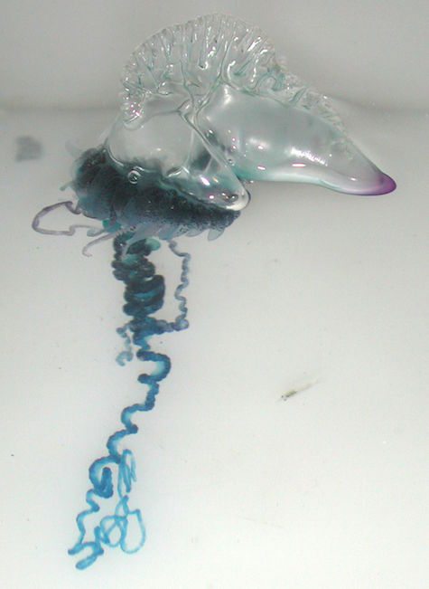 This Portuguese man o' war is not a jellyfish -- it's not even an it! It's a them, and their a great example of teamwork. 